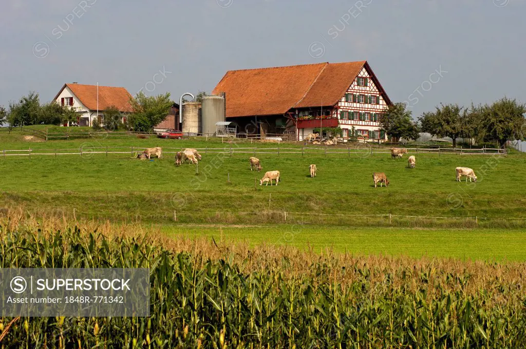 Farmhouse with cows grazing on a pasture in the Central Plateau or Plateau Suisse, Canton of Zurich, Switzerland