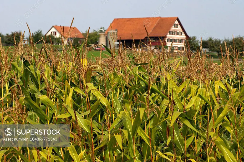 Maize field on a farm, Central Plateau or Plateau Suisse, Canton of Zurich, Switzerland