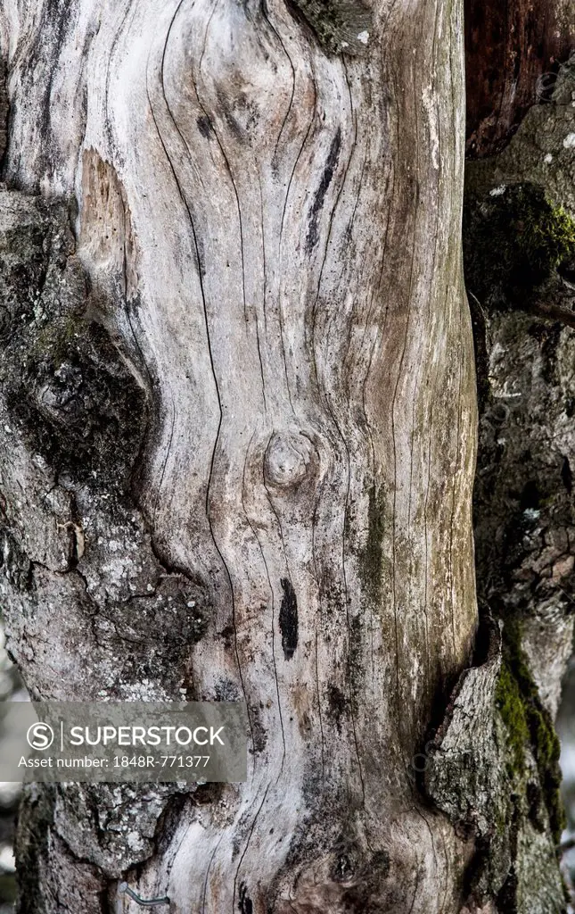 Tree, wood, tree trunk, Brünnstein, Oberaudorf, Bavaria, Germany