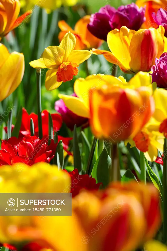 Blooming colourful Tulips (Tulipa), Germany
