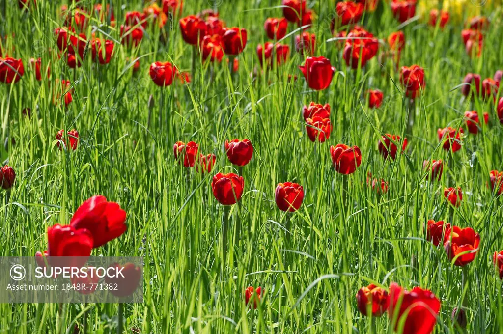 Blooming red Tulips (Tulipa), Germany