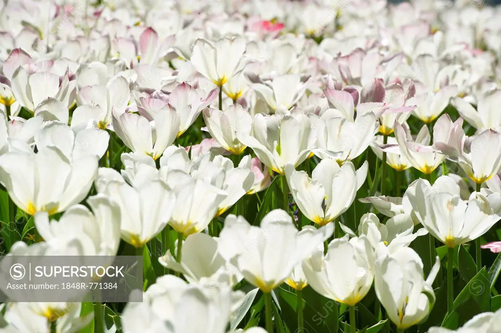 Blooming white Tulips (Tulipa), Germany