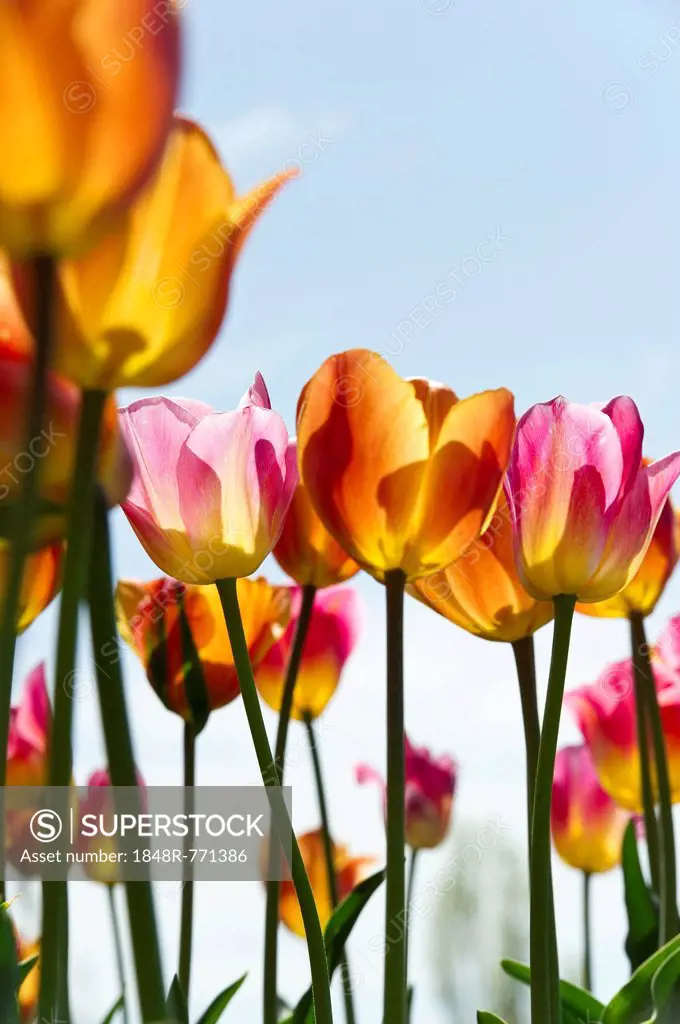 Blooming colourful Tulips (Tulipa), Germany