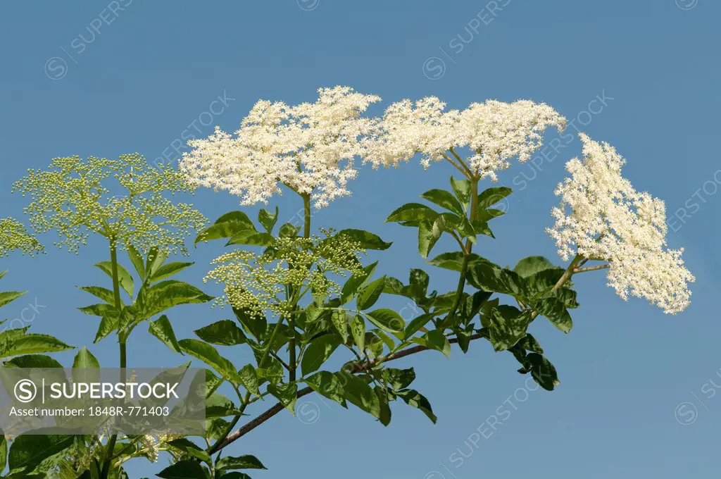 Inflorescence of Black Elder or Elderberry (Sambucus nigra), Kaiserstuhl, Baden-Württemberg, Germany
