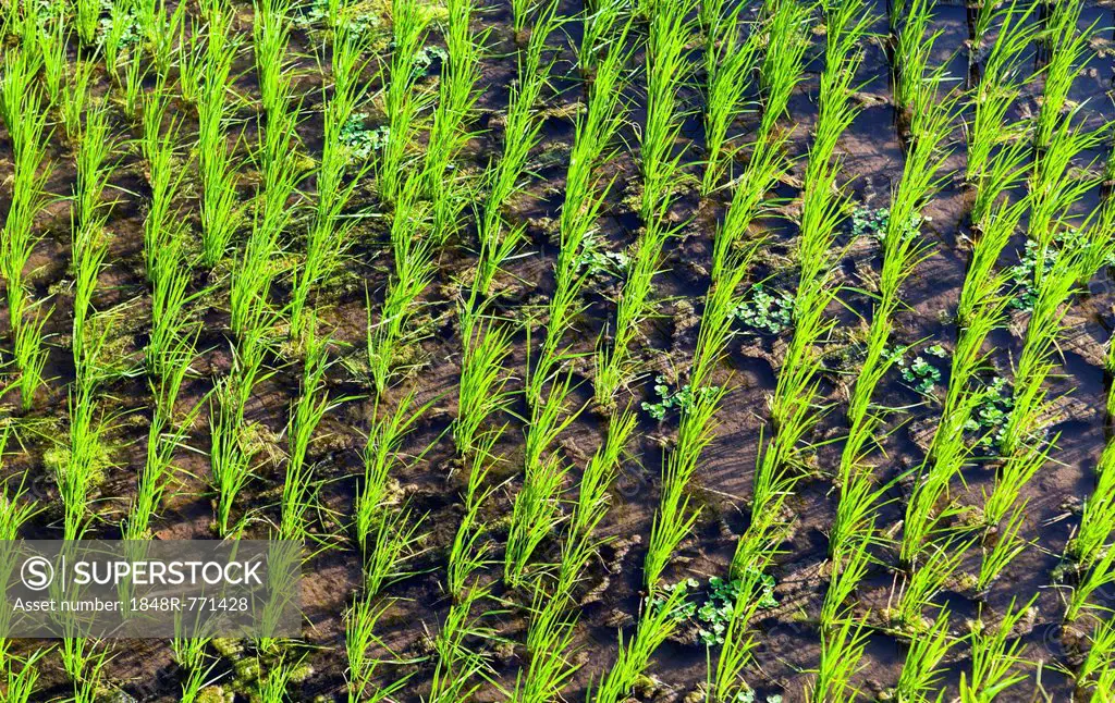 Rice (Oryza sativa) in a rice field, Tirtagangga, bei Abang, Bali, Indonesia