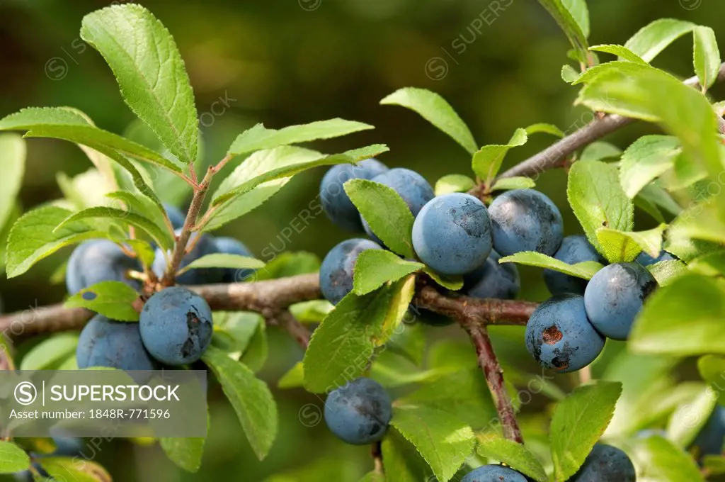 Fruit of the Sloe or Blackthorn (Prunus spinosa), Geneva, Genf, Switzerland