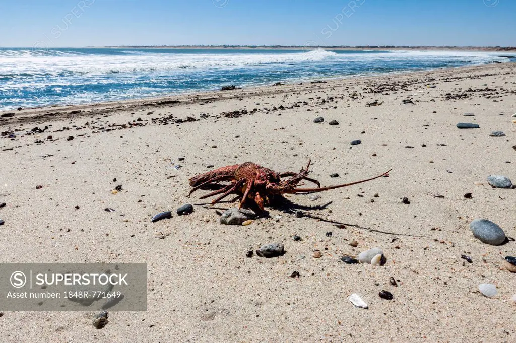Dead Lobster (Palinuridae) on the beach, Henties Bay, Namibia