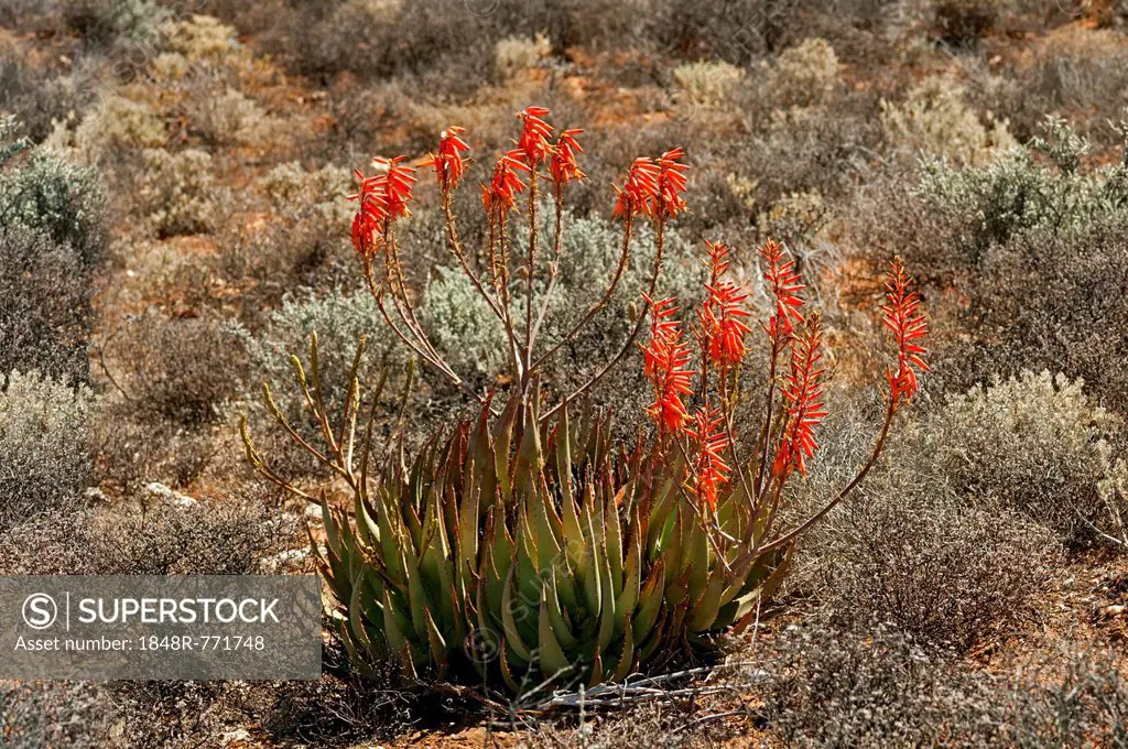 Aloe falcata or Vanrhynsdorp aloe, in its habitat, Knersvlakte, Vanrhynsdorp, South Africa