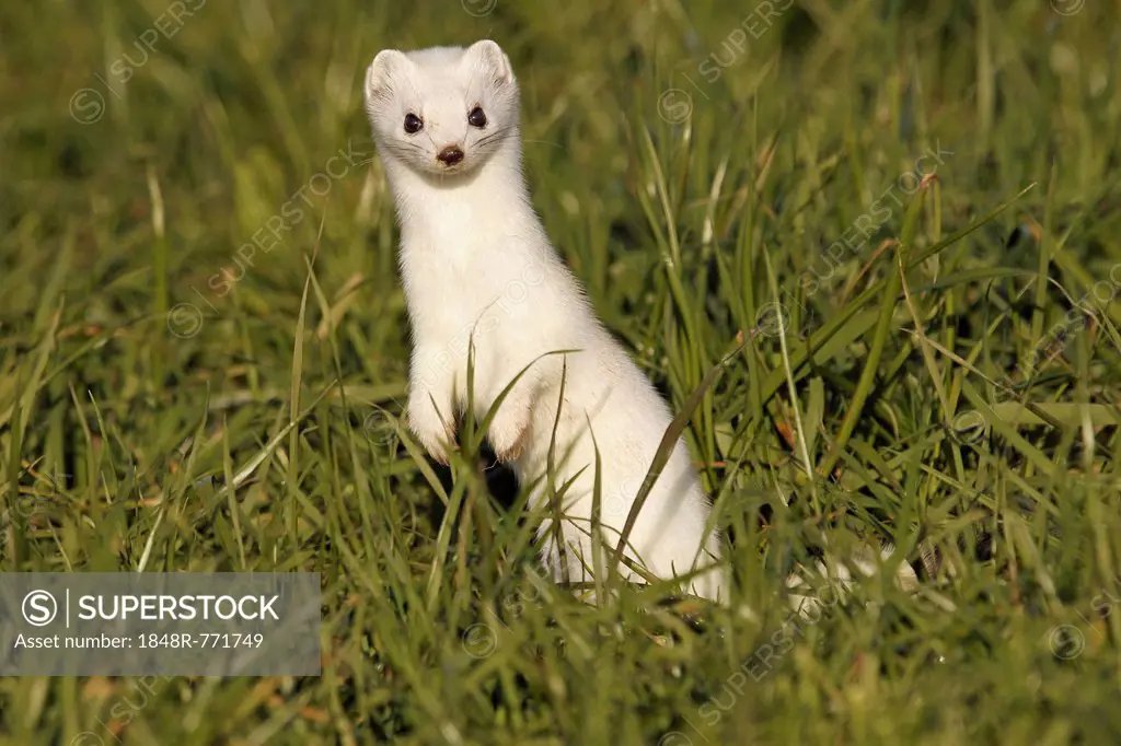 Stoat, Ermine or Short-tailed weasel (Mustela erminea), winter fur, Allgäu, Bavaria, Germany