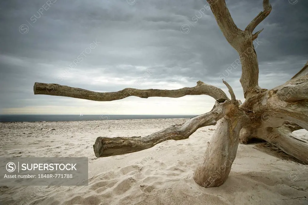 Overturned barked tree on the beach, Weststrand, Darß, Fischland-Darß-Zingst, Mecklenburg-Western Pomerania, Germany