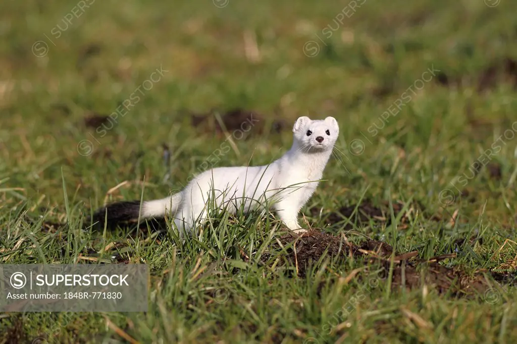 Stoat or Ermine (Mustela erminea) with white winter fur, Bavaria, Germany