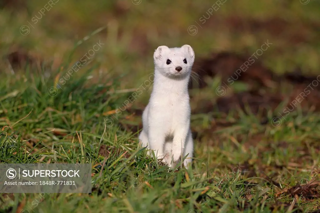 Stoat or Ermine (Mustela erminea) with white winter fur, Bavaria, Germany