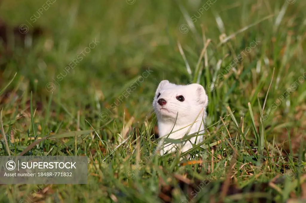 Stoat or Ermine (Mustela erminea) with white winter fur keeping lookout from a burrow, Bavaria, Germany