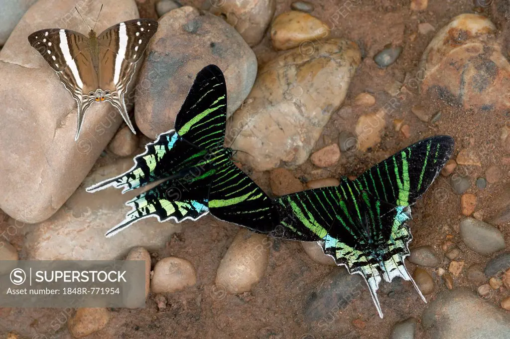 Green-banded Urania moths (Urania leilus) feeding on mineral-rich water, Tambopata Nature Reserve, Madre de Dios, Madre de Dios Region, Peru