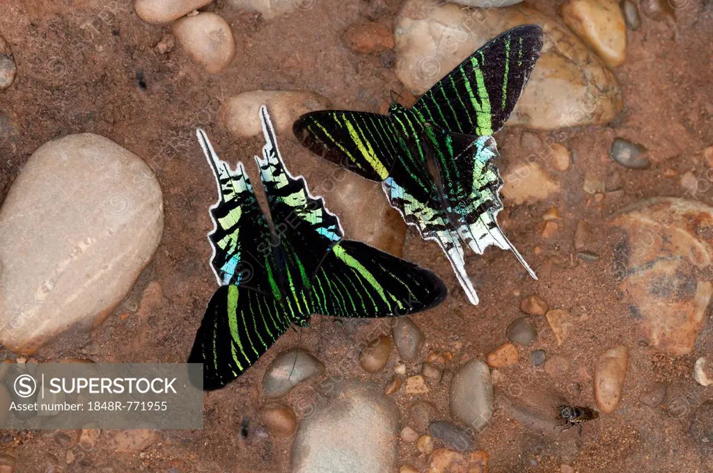 Green-banded Urania moths (Urania leilus) feeding on mineral-rich water, Tambopata Nature Reserve, Region Madre de Dios, Madre de Dios Region, Peru