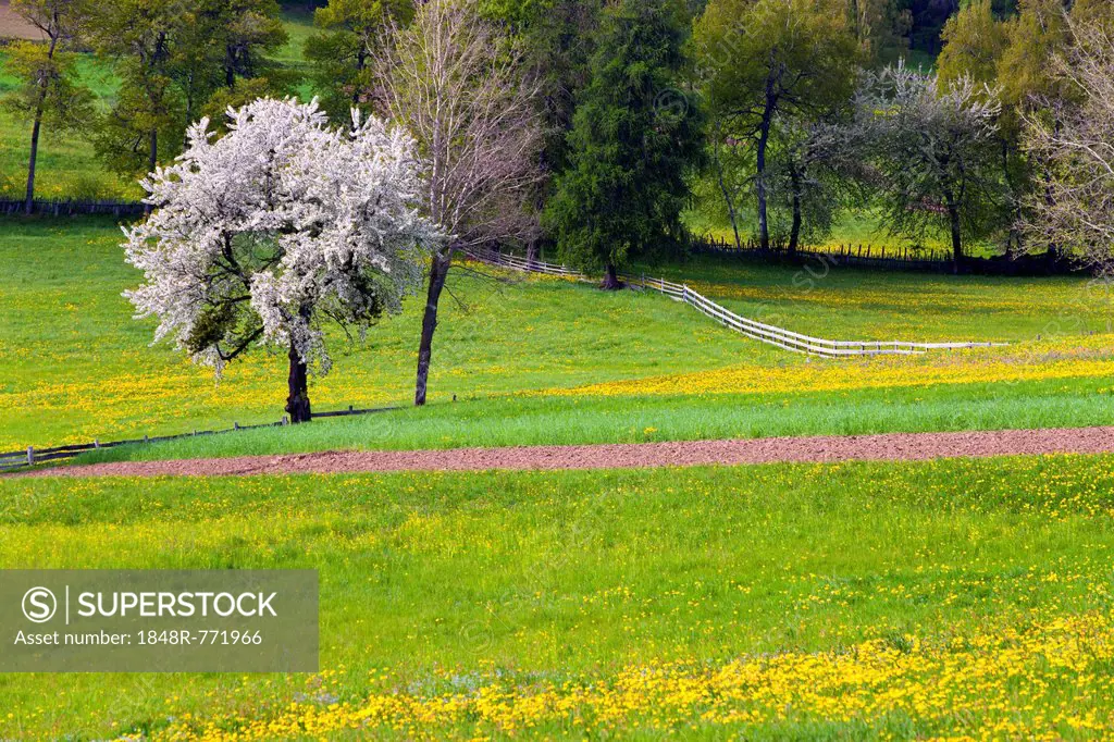 Meadow near Moelten in spring, province of Bolzano-Bozen, Italy, Europe