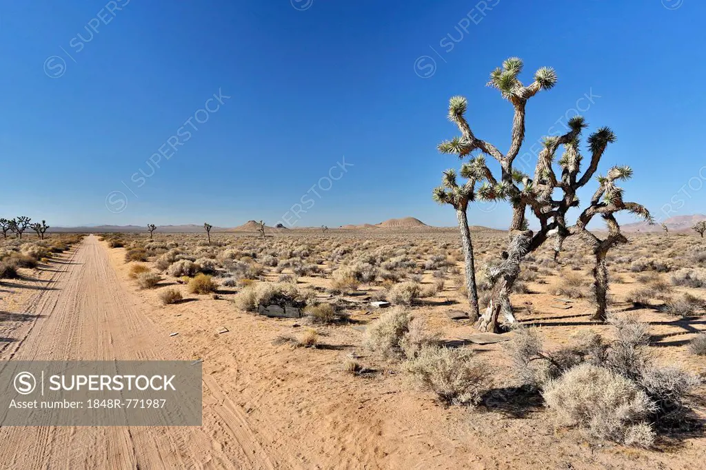 Joshua trees, Yucca palms (Yucca brevifolia), Californian desert, California, USA