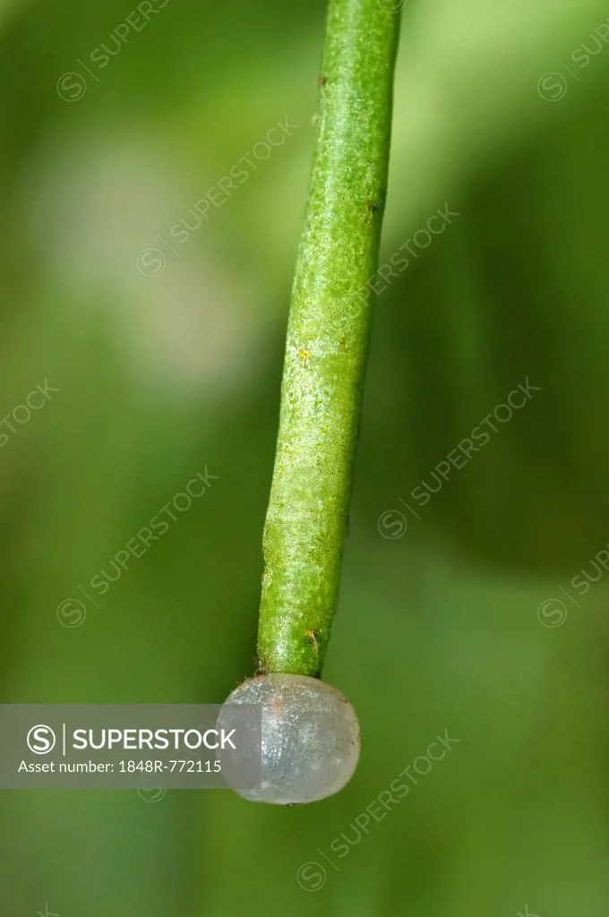 Spherical white fruit of the Mistletoe cactus (Rhipsalis clavata), Geneva, Canton of Geneva, Switzerland