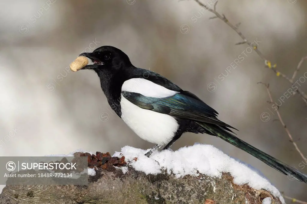 Magpie (Pica pica) perched on the feeding area in the snow, Bavaria, Germany