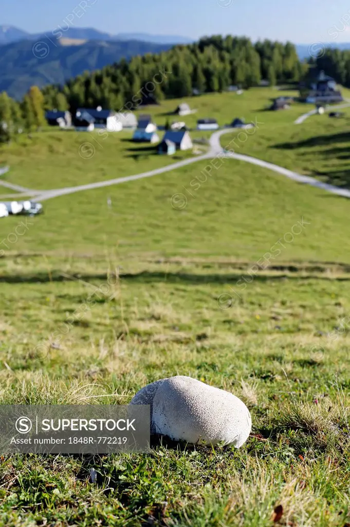 Mosaic puffball (Utriforme Lycoperdon) on a pasture, Buergeralm alp, Aflenz, Bruck an der Mur, Styria, Austria, Europe