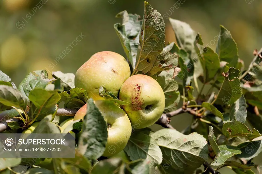 Styrian apples, Buchberg near Herberstein, Stubenberg, Hartberg, Styria, Austria, Europe