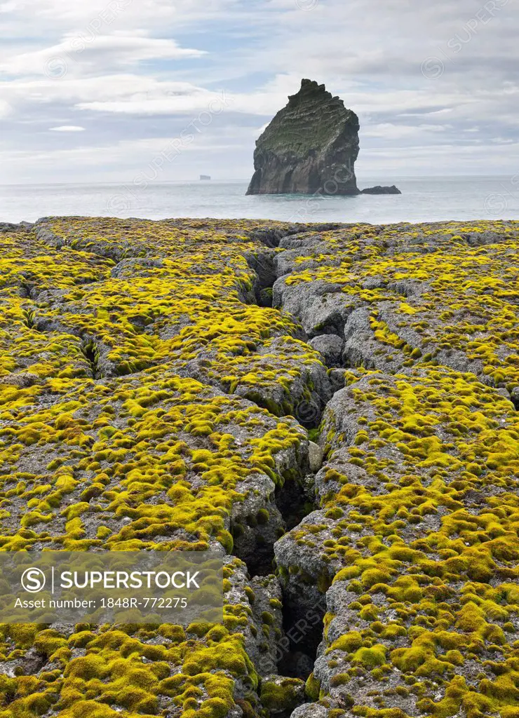 Crevice, moss-covered lava and rocks in the sea, Reykjanes, Iceland