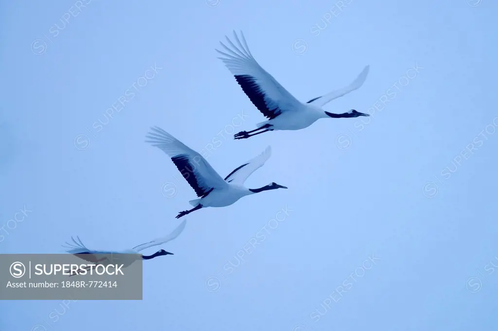 Red-crowned Cranes, Japanese Cranes or Manchurian Cranes (Grus Japonensis), in flight, Kushiro-Shitsugen-Nationalpark, Kushiro, Hokkaido, Japan
