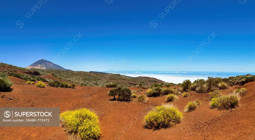 Landscape with vegetation typical of the Parque Nacional de las Cañadas del Teide, Teide National Park, UNESCO World Natural Heritage Site, with Mount...