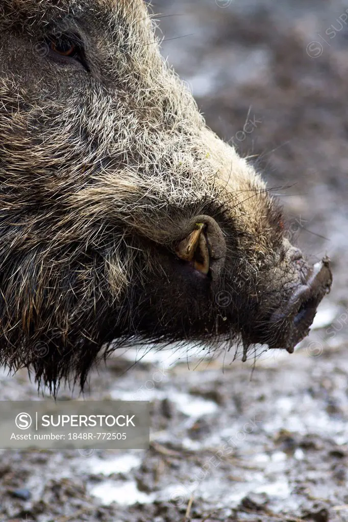 Wild boar (Sus scrofa), Arnsberger Wald, Sauerland, North Rhine-Westphalia, Germany