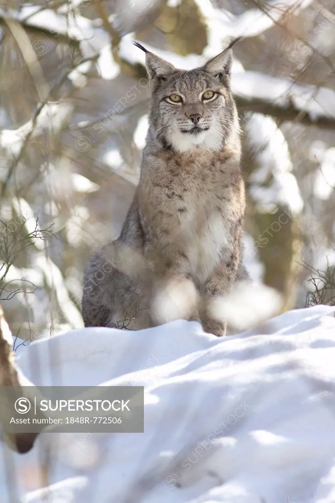 Lynx (Lynx lynx) in the snow, Arnsberger Wald, Sauerland, North Rhine-Westphalia, Germany