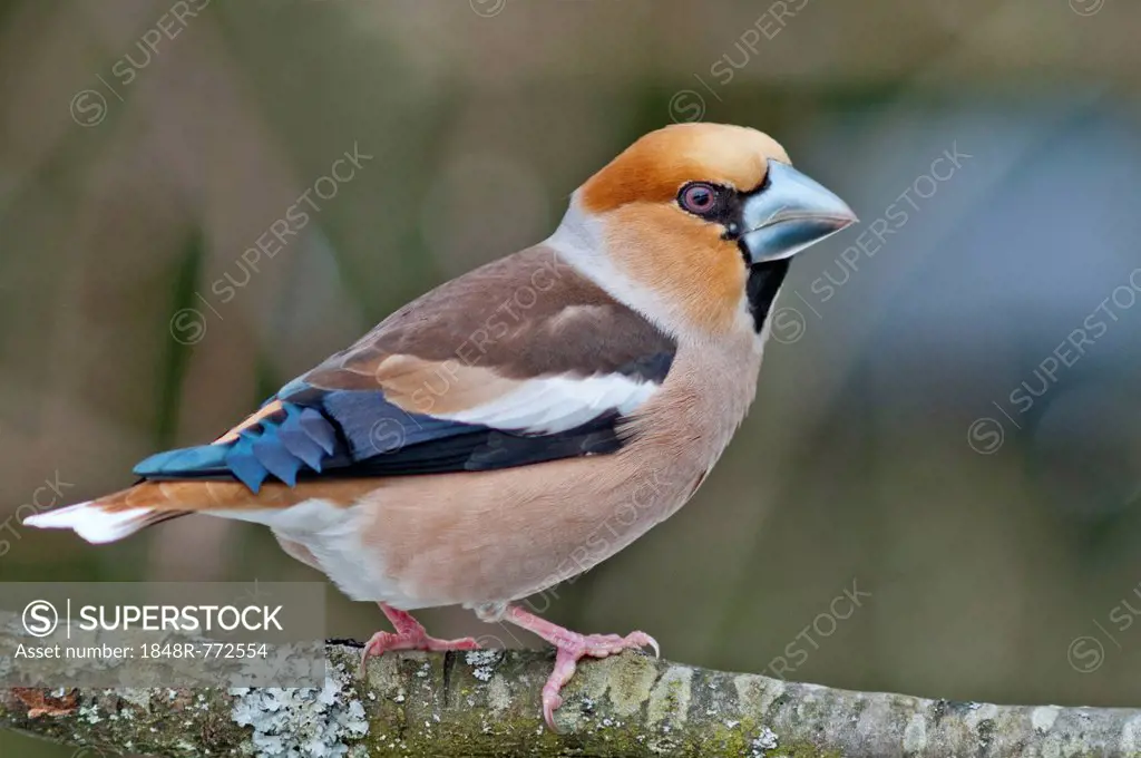 Hawfinch (Coccothraustes coccothraustes), male, Untergröningen, Abtsgmuend, Baden-Württemberg, Germany