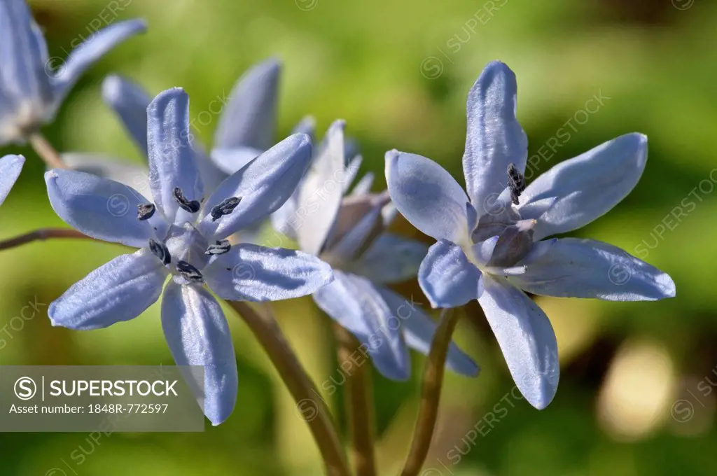 Flowers of Two-leaf Squill or Alpine Squill (Scilla bifolia), Leinzell, Leintal, Baden-Württemberg, Germany