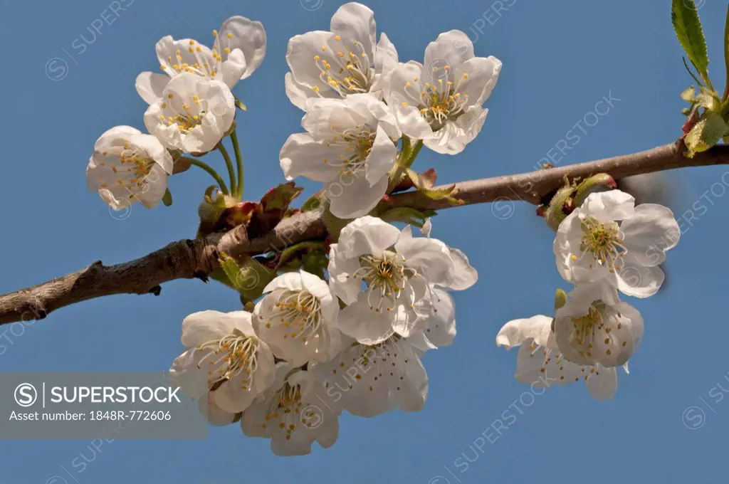 Flowering Cherry (Prunus avium), peduncle, Untergröningen, Abtsgmuend, Baden-Württemberg, Germany