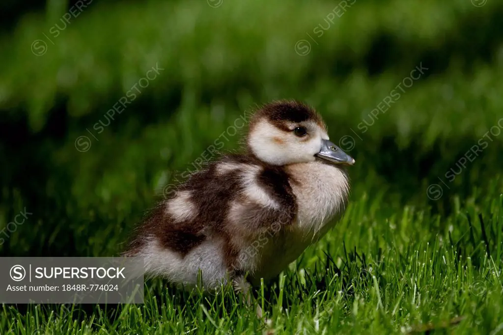 Domestic goose (Anser anser domestica), gosling on a meadow, Thüringen, Thüringen, Thuringia, Germany
