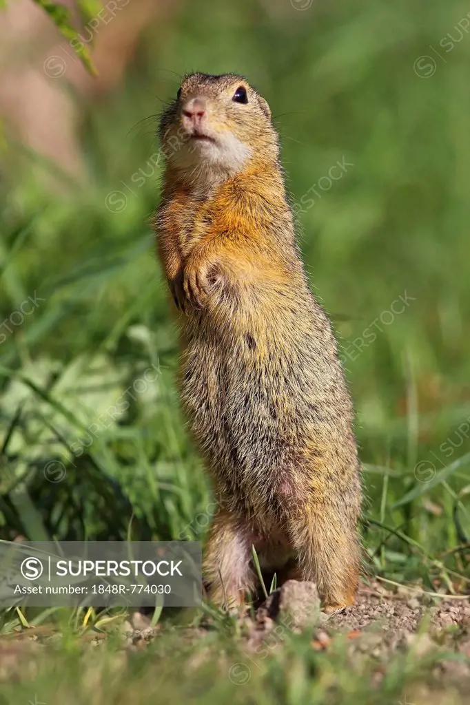 European ground squirrel (Citellus citellus), standing upright, Illmitz, Burgenland, Austria