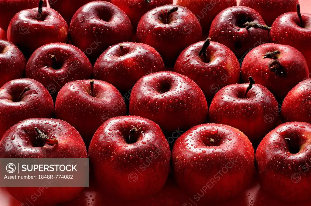Organic apples, Purple Cousinot, Eckenhaid, Ecktental, Middle Franconia, Bavaria, Germany
