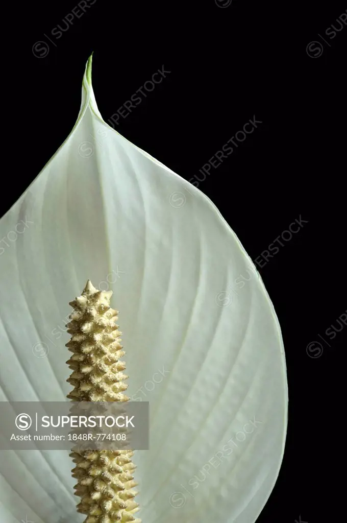 Spath or Peace Lily (Spathiphyllum sp.), detail of the inflorescence