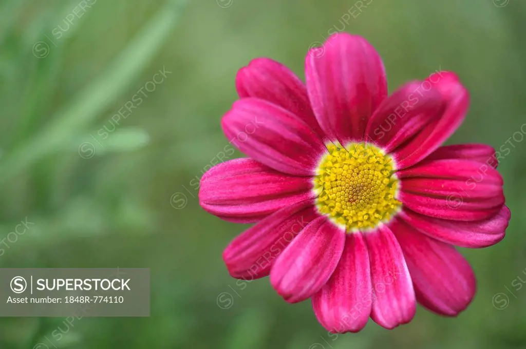 Pink flower of a Marguerite Daisy (Argyranthemum frutescens)