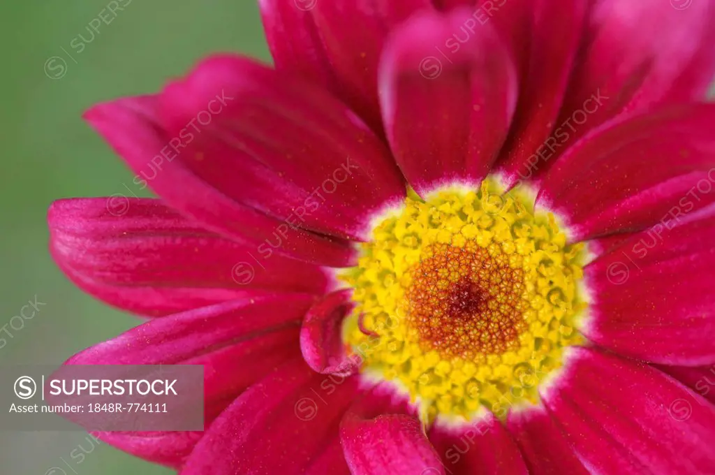 Pink Marguerite Daisy (Argyranthemum frutescens), detail of flower