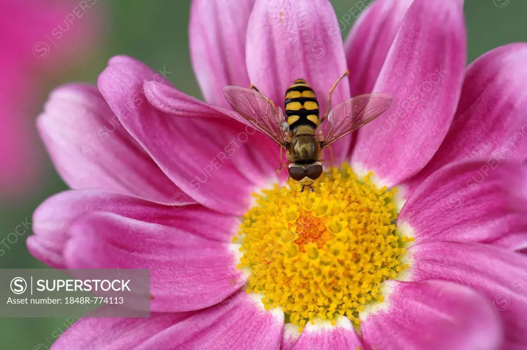 Common Banded Hoverfly (Syrphus ribesii) sitting on the flower of a pink Marguerite Daisy (Argyranthemum frutescens)