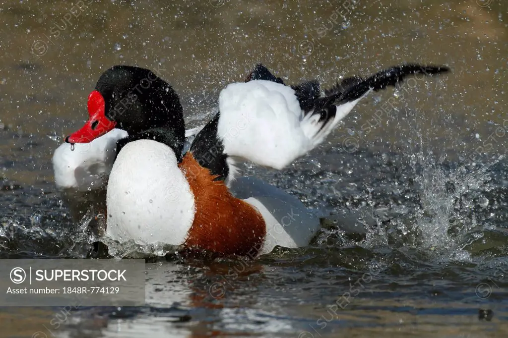 Common Shelduck (Tadorna tadorna), Ostriesische Inseln, Friesland, Lower Saxony, Germany