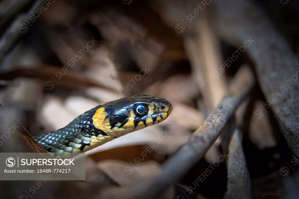 Grass Snake (Natrix natrix), Euloer Teiche, Forst/Lausitz, Brandenburg, Germany