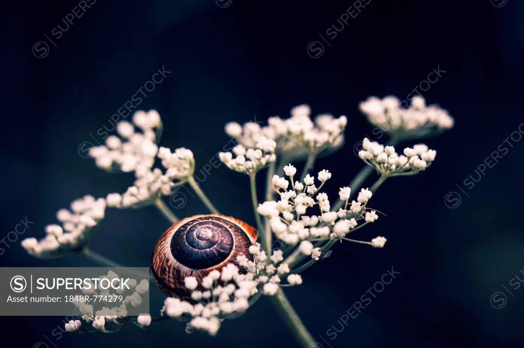 Copse Snail (Arianta arbustorum) on an umbel