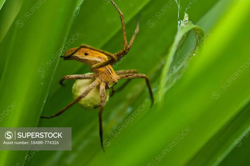Nursery-web Spider (Pisaura mirabilis) with an egg sac, Schmellwitz, Cottbus, Brandenburg, Germany