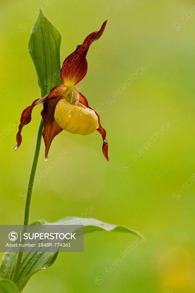 Yellow Lady's Slipper Orchid (Cypripedium calceolus), flowering, Germany