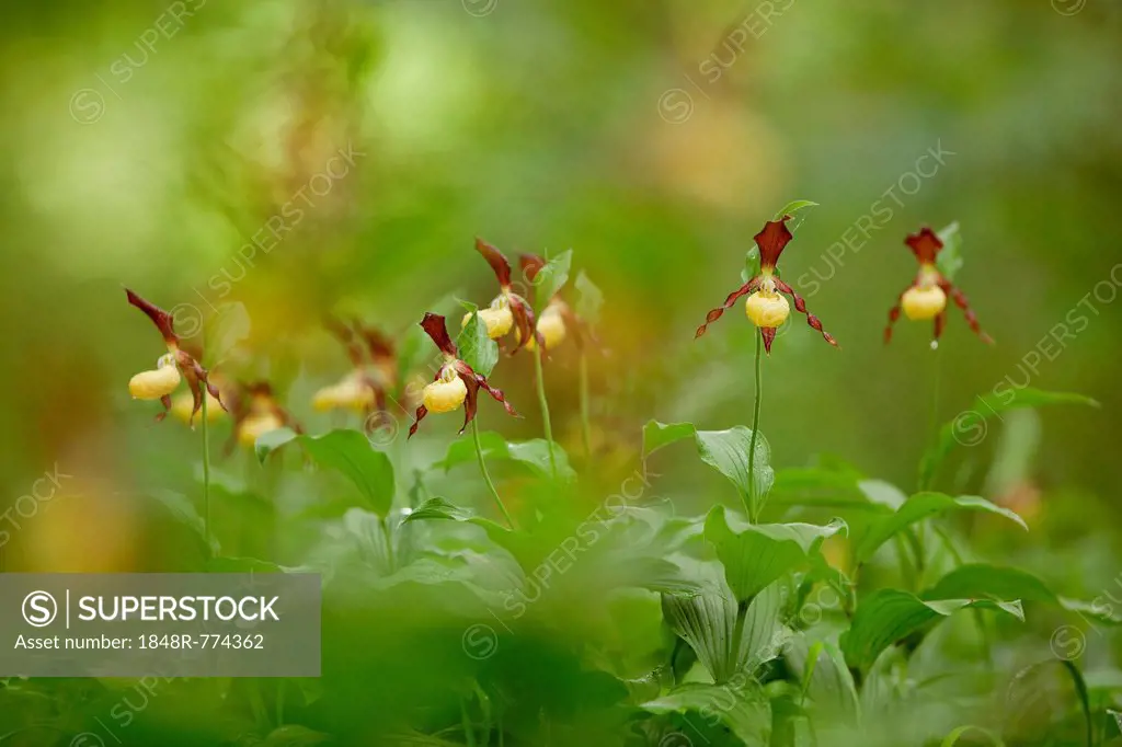 Yellow Lady's Slipper Orchids (Cypripedium calceolus), flowering group, Germany