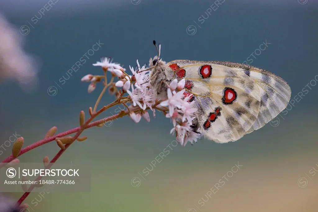 Apollo or Mountain Apollo (Parnassius apollo) butterfly sitting on a forage plant, stonecrop, Germany