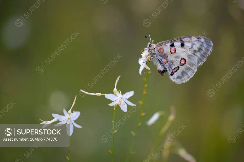 Apollo or Mountain Apollo (Parnassius apollo) butterfly sitting on a grass lily, Germany