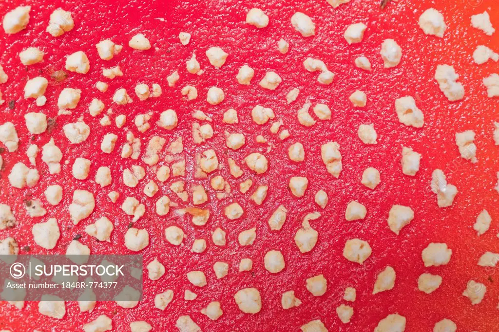 Fly Agaric (Amanita muscaria), detail of the fruiting body, Germany