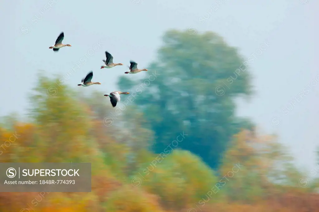 Flock of Greylag Geese (Anser anser) in flight, Germany